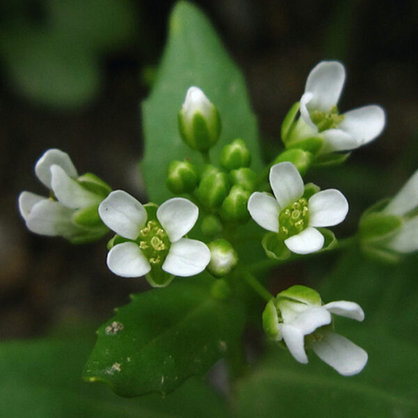 양구슬냉이 Camelina Oil
