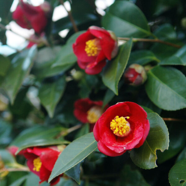 동백 Camellia Oil
