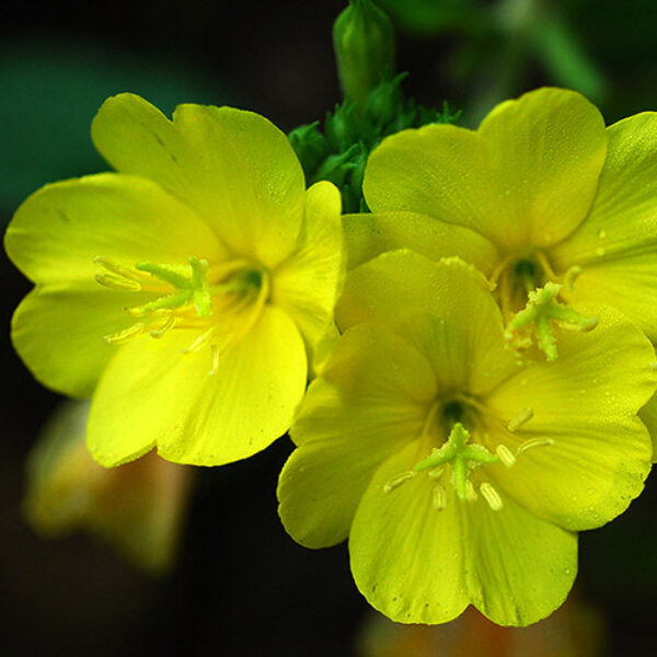 달맟이꽃 종자씨 Evening Primrose Oil