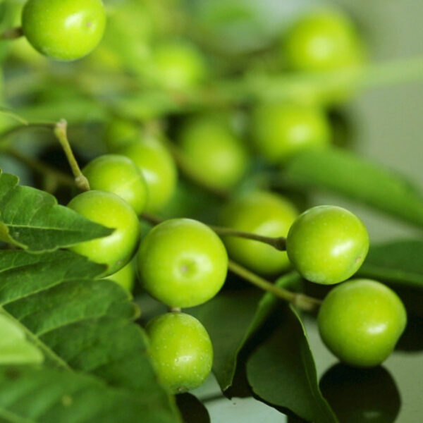 님 Neem Oil 1oz
