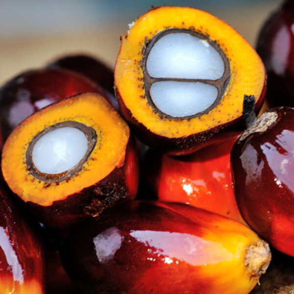 팜 Palm Oil 2lb